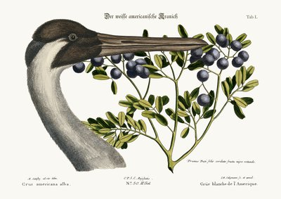 La Grulla Trompetera, 1749-73 de Mark Catesby